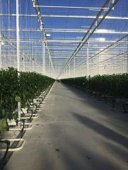 Kas van Hoogweg in Luttelgeest.