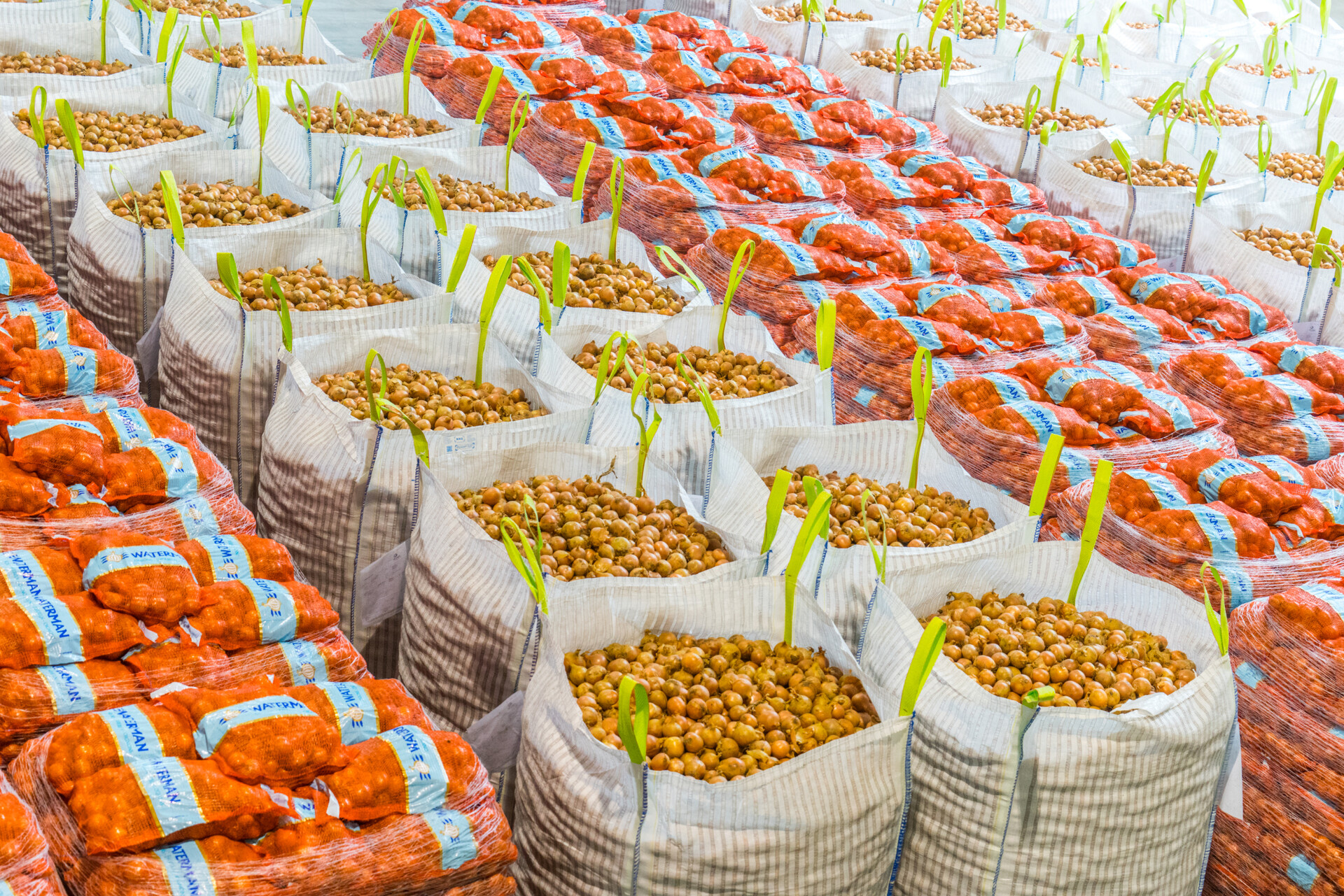 Rijen met zakken uien in de loods van Waterman.